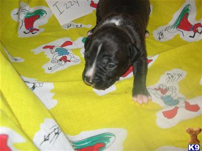 American Staffordshire Terrier Puppies for Sale